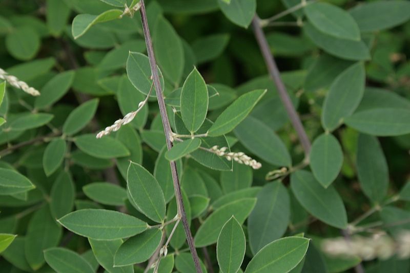 Lespedeza thunbergii