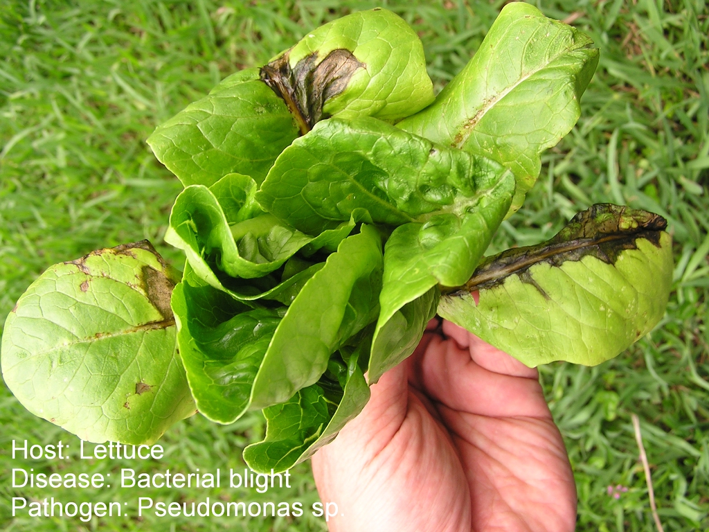 Lettuce with bacterial blight