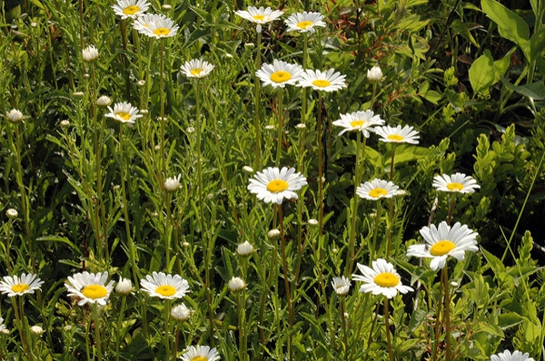 Leucanthemum vulgare