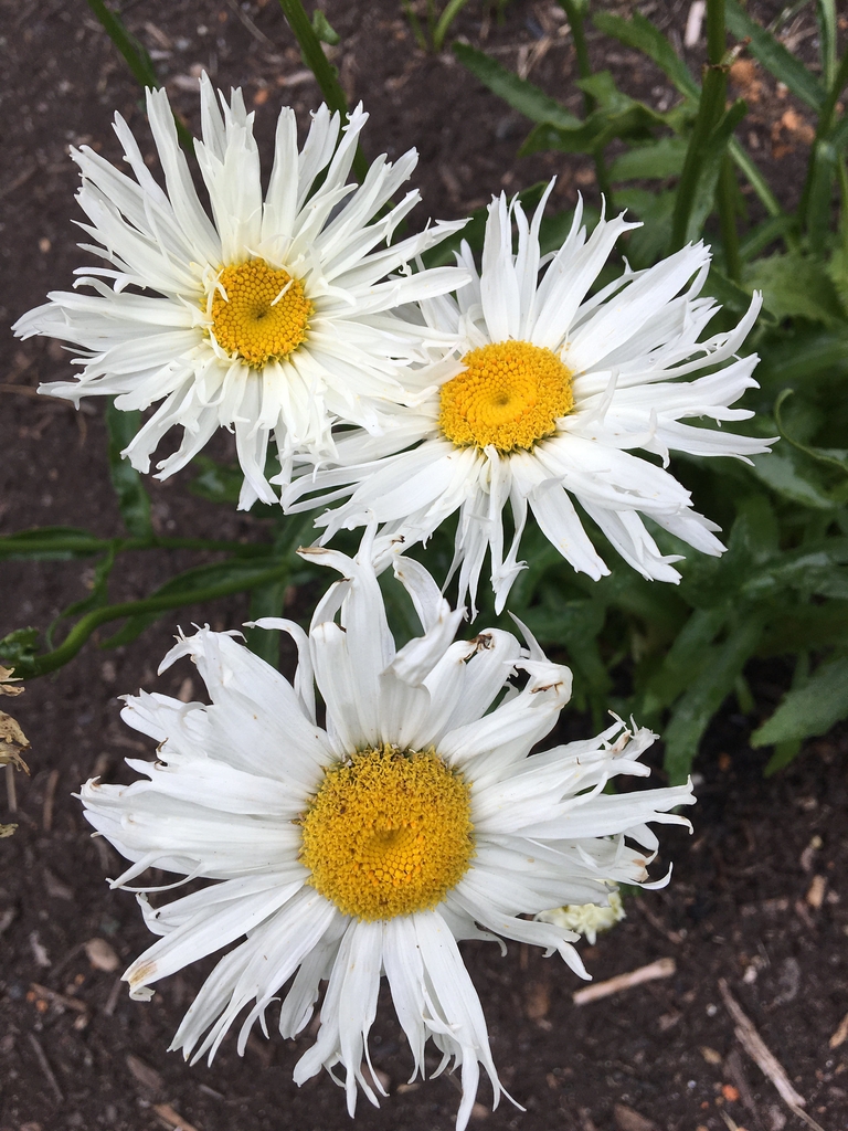 Flower heads with white fringed ray flowers.