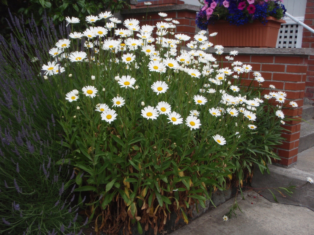 Shasta Daisy