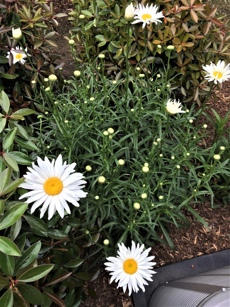 'Alaska', habit, spring, Durham County, NC