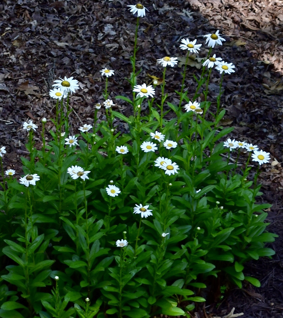 Leucanthemum x superbum