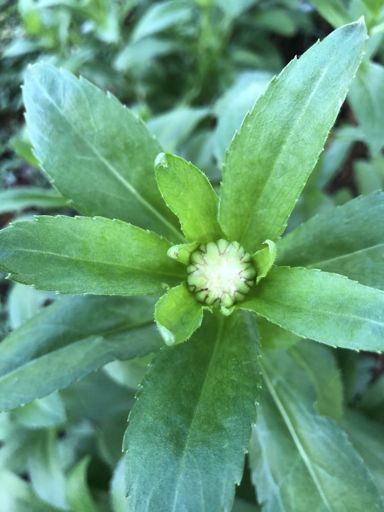 Leucanthemum x superbum