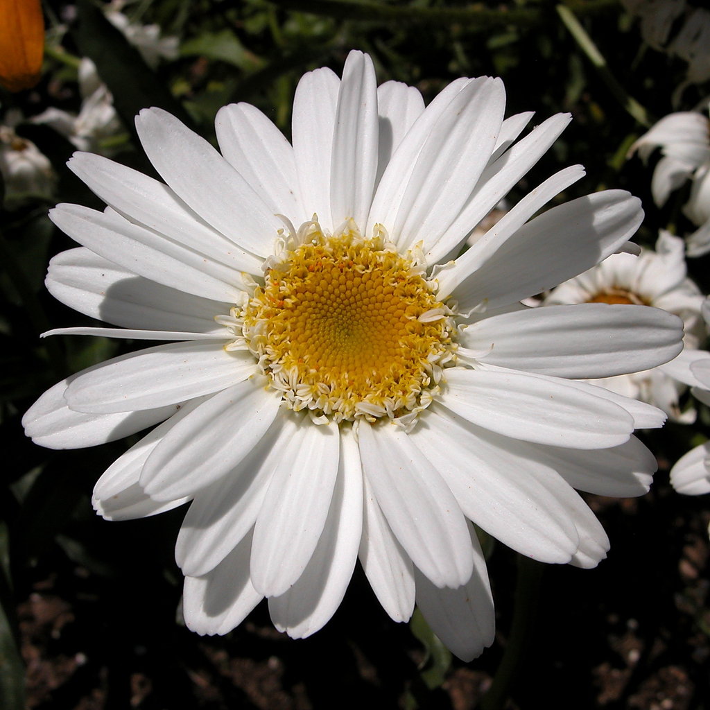Leucanthemum x superbum flower close up