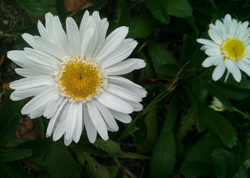 Leucanthemum x superbum flowers