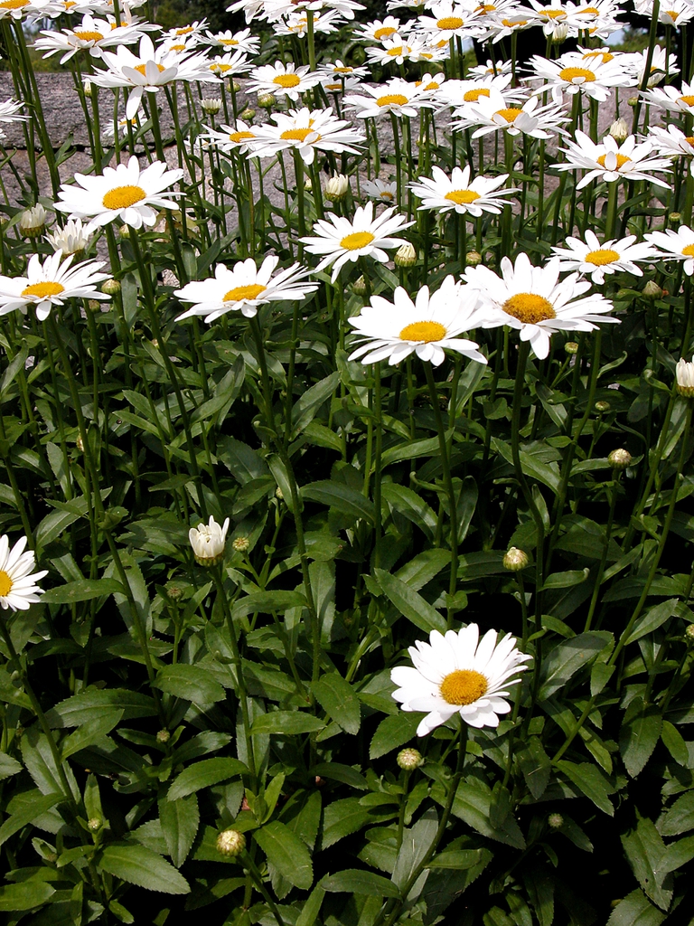 Leucanthemum x superbum stems, leaves, and flowers