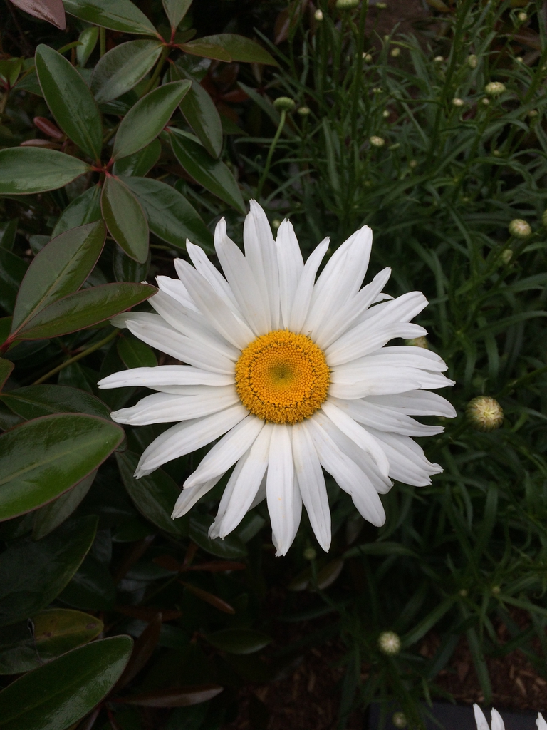 'Alaska', flower, spring, Durham County, NC