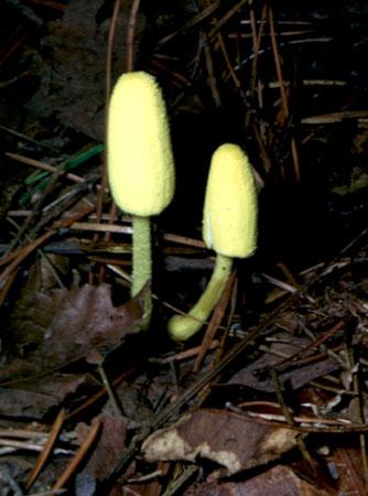 Leucocoprinus birnbaumii