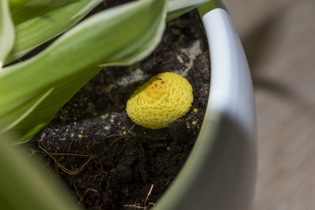 In a Potted Plant