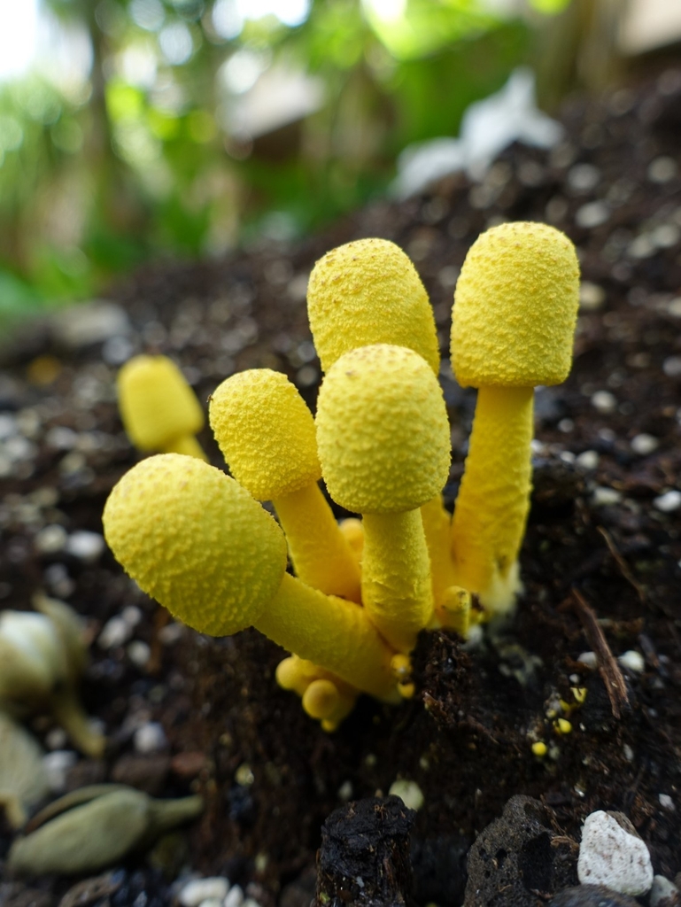 Cluster in compost pile