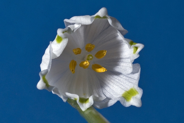 Close up of flower