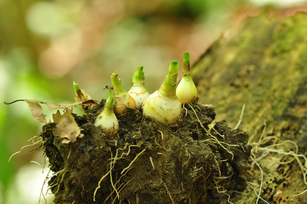 Bulbs