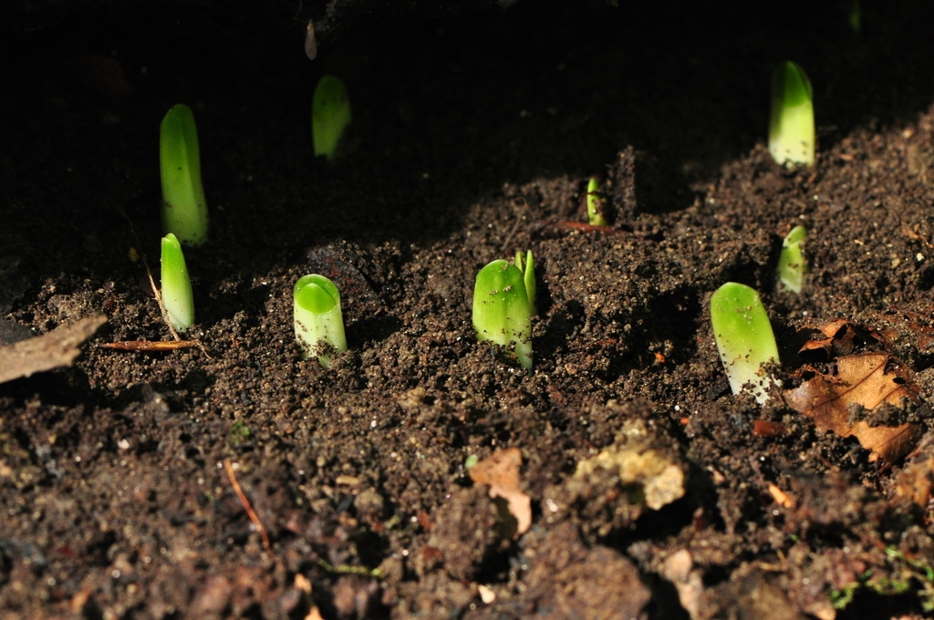 Emerging plants