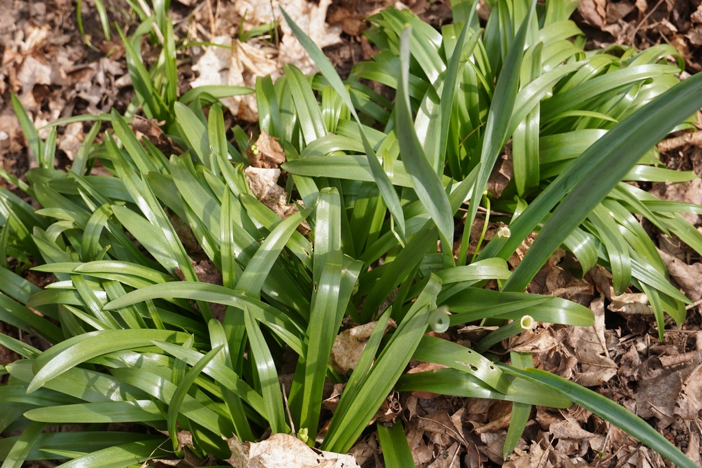 Leaves