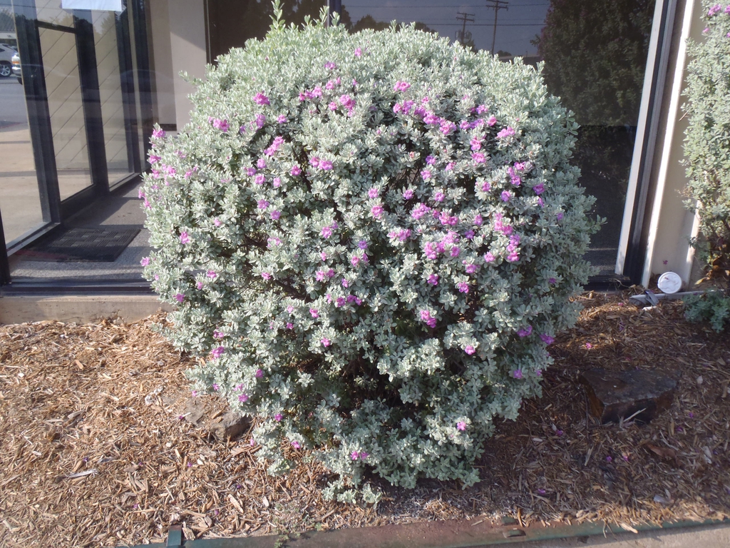 Leucophyllum frutescens