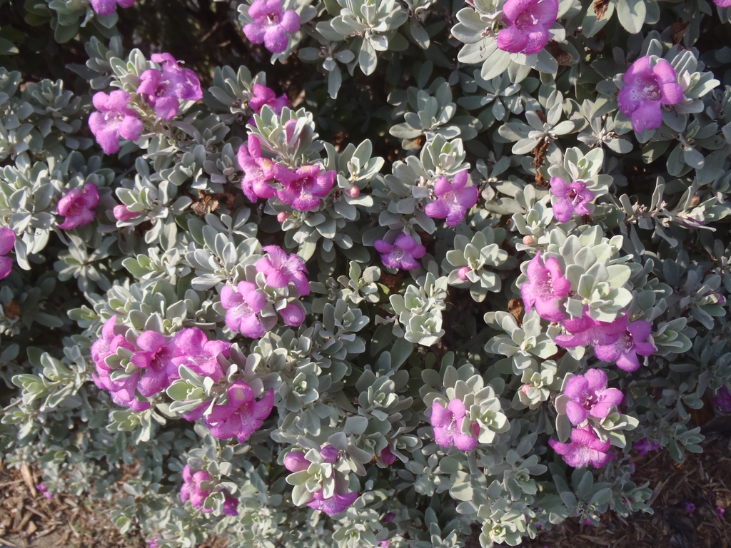 Leucophyllum frutescens