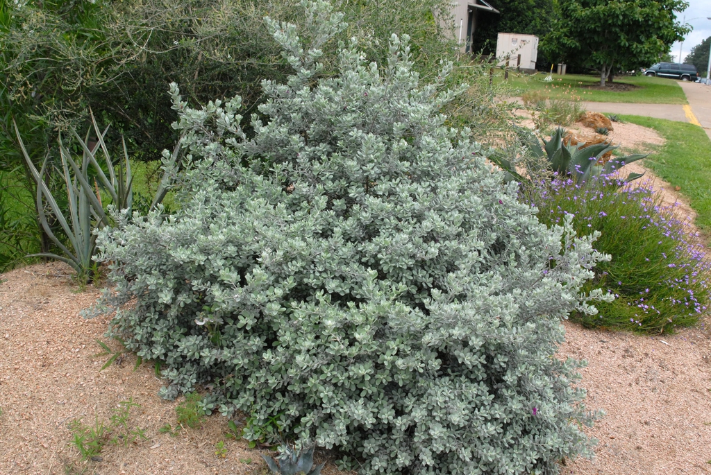 Leucophyllum langmanniae