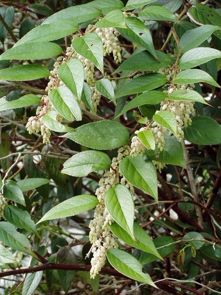 Leucothoe axillaris