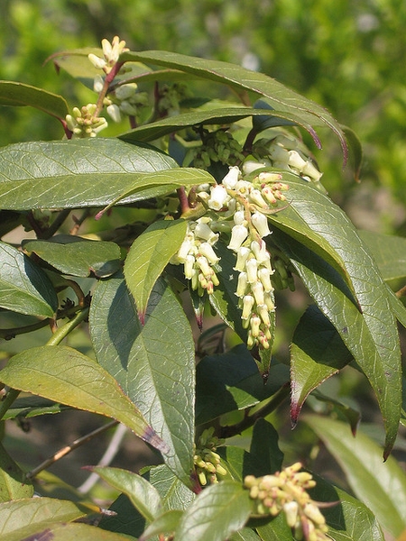 Leucothoe axillaris