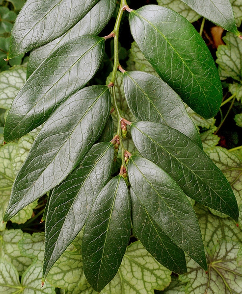 Leaf Detail