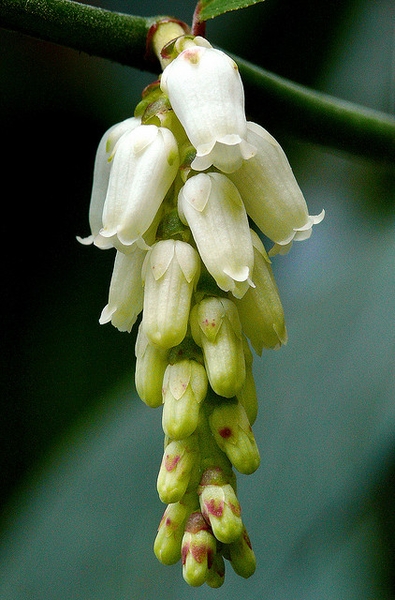 Leucothoe axillaris