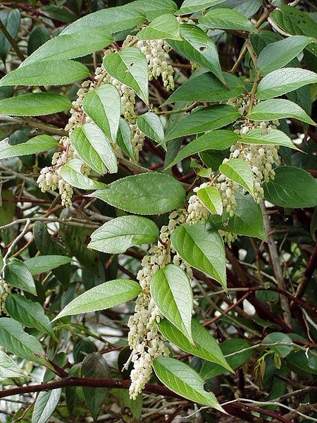 Leucothoe axillaris
