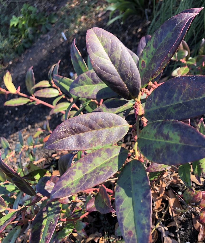 Leucothoe axillaris
