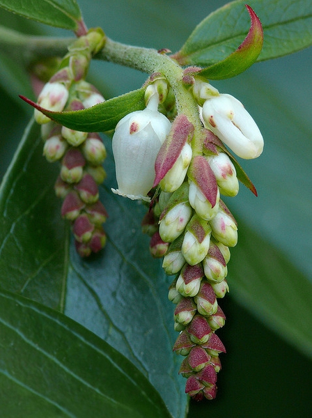 Leucothoe fontanesiana