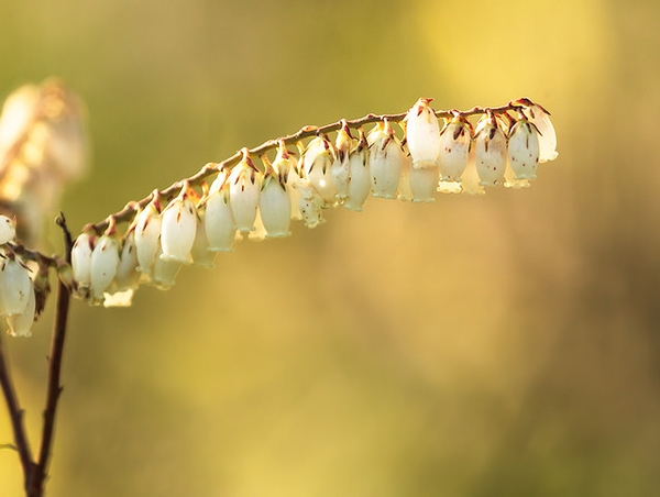 Leucothoe racemosa