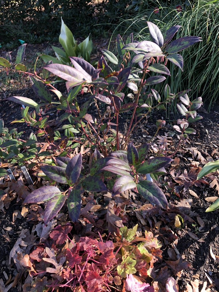 Leucothoe axillaris
