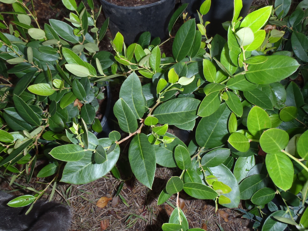 'Jenkins' Leaf