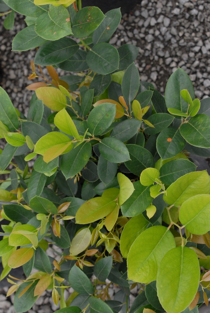 Leucothoe axillaris