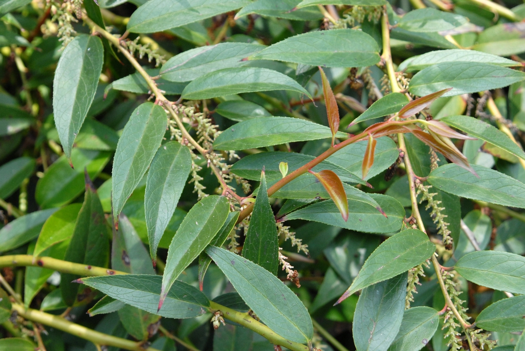 Leucothoe fontanesiana