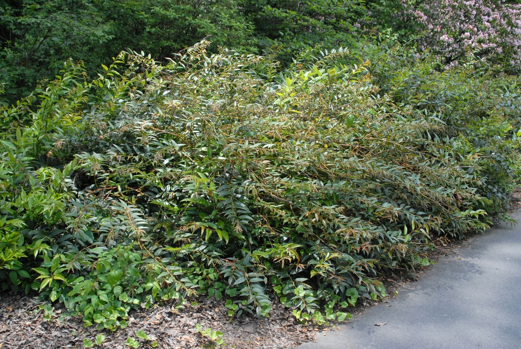 Leucothoe fontanesiana