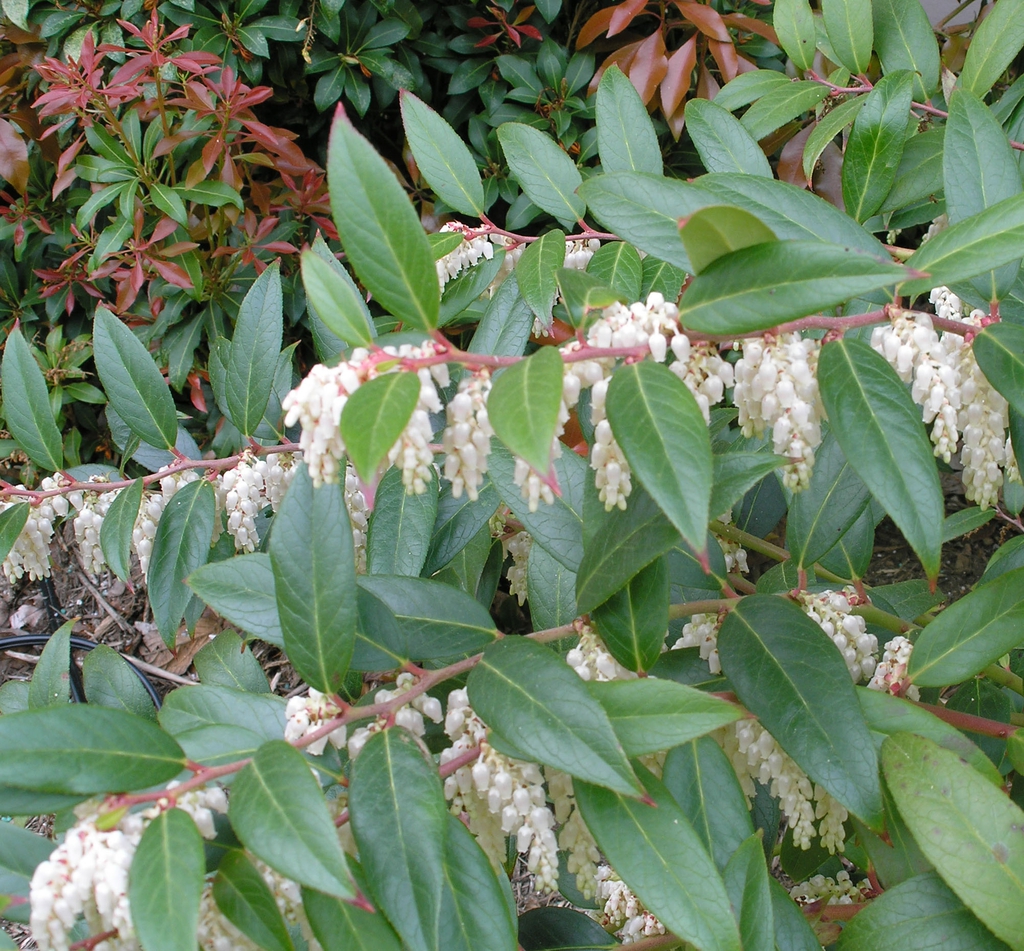 Form