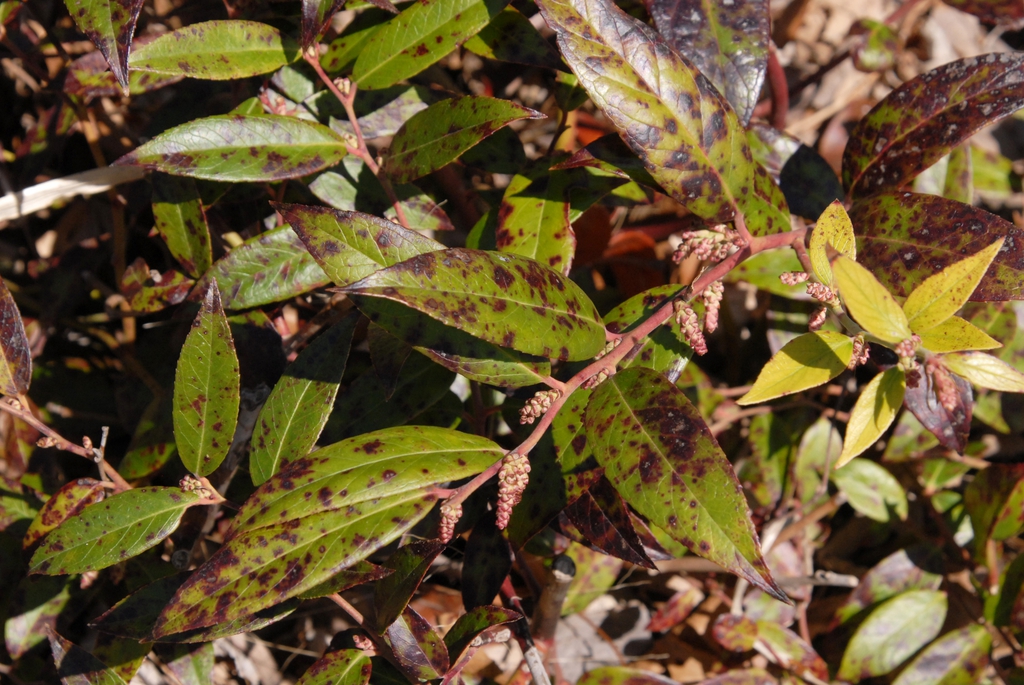 Leucothoe fontanesiana Rollisonii lfspotfl 041514 BGSO FV