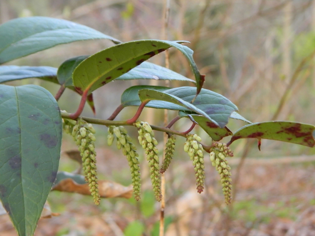 Leucothoe fontanesiana
