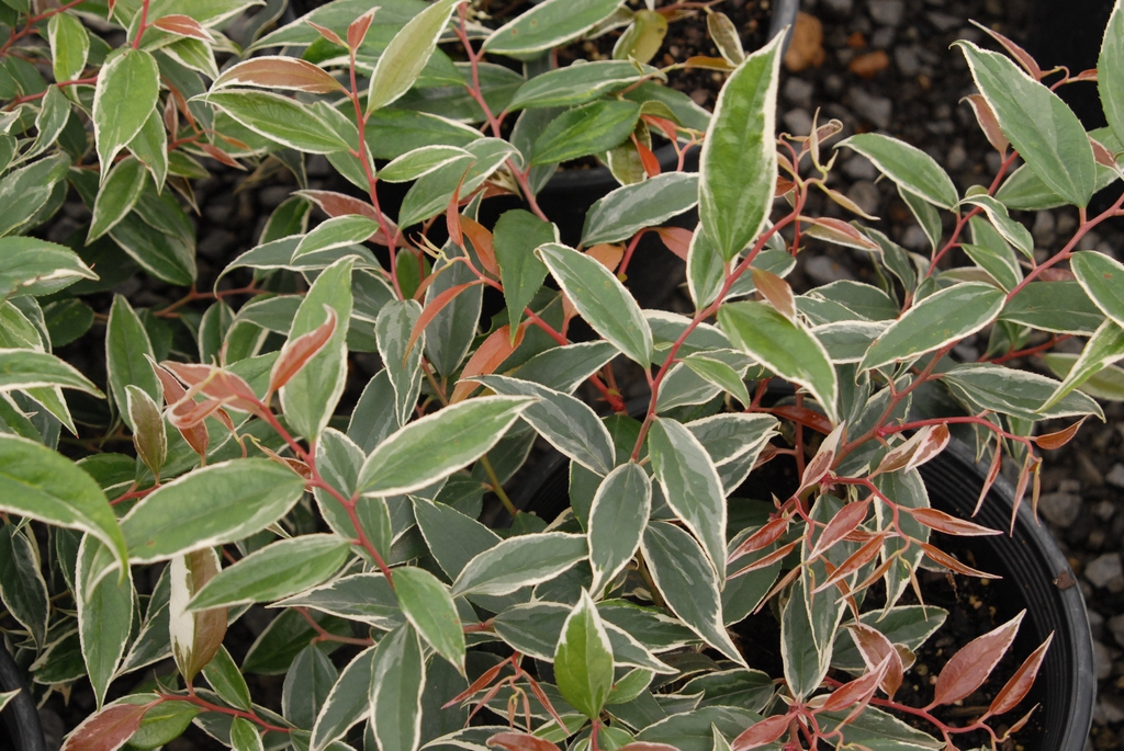 Leucothoe fontanesiana