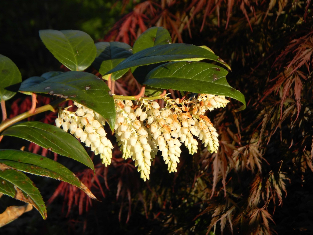 Leucothoe fontanesiana