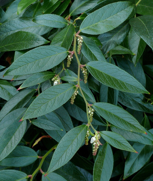 Leucothoe fontanesiana
