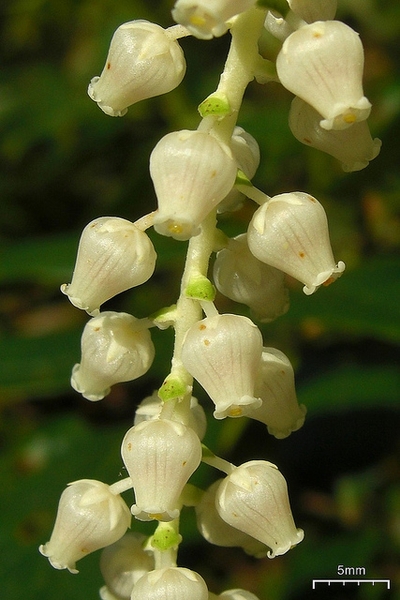 Leucothoe fontanesiana