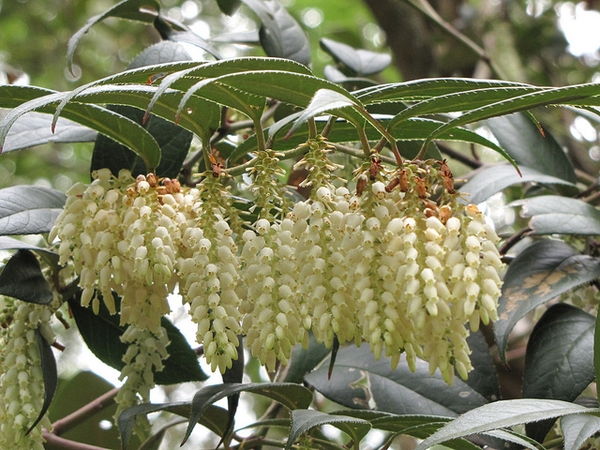 Leucothoe fontanesiana