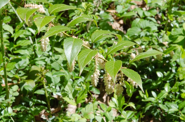 Leucothoe fontanesiana