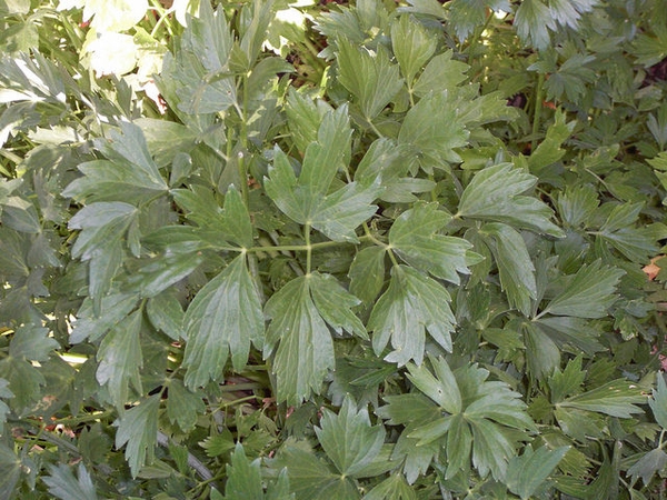 Levisticum officinale
