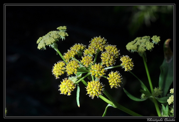 Levisticum officinale