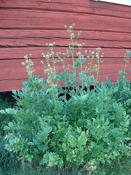 Levisticum officinale