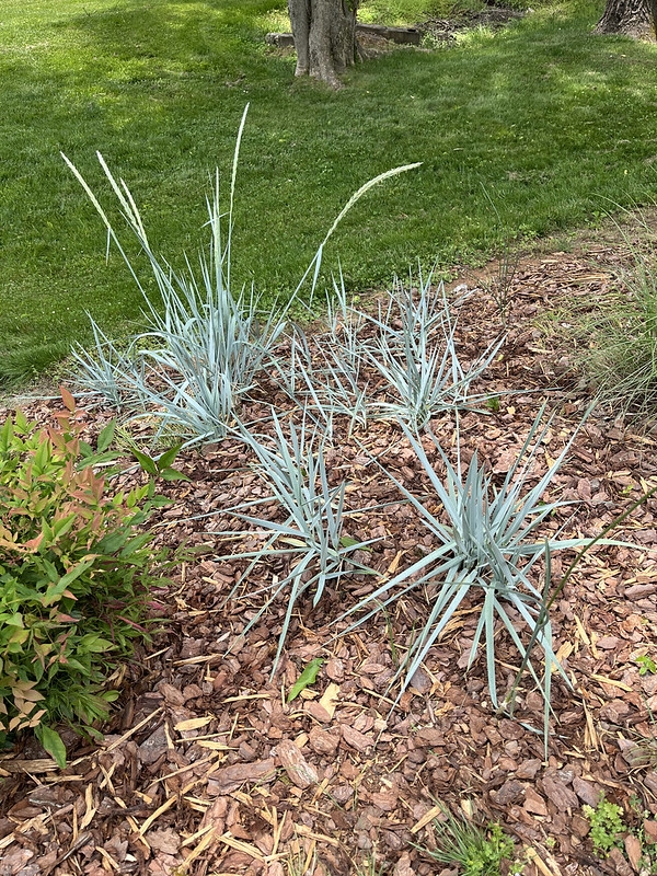 Blue-green grass growing on a mulched slope