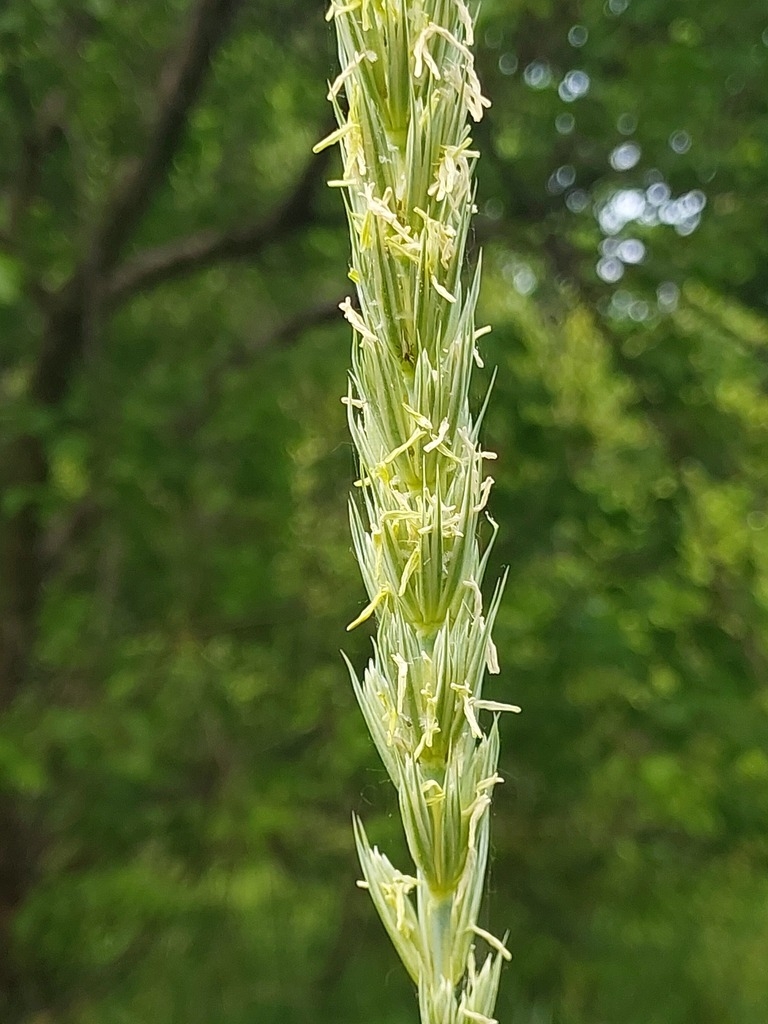 Close-up of spikelets with exserted anthers.