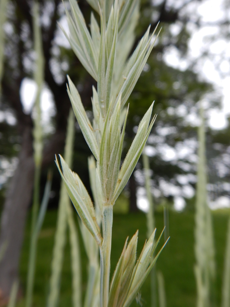 Close-up on spikelets.